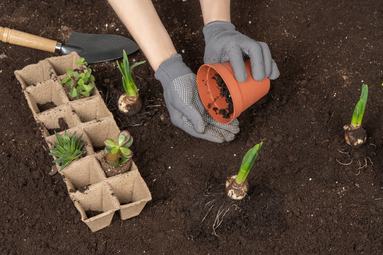 World Environment Day: Gardening