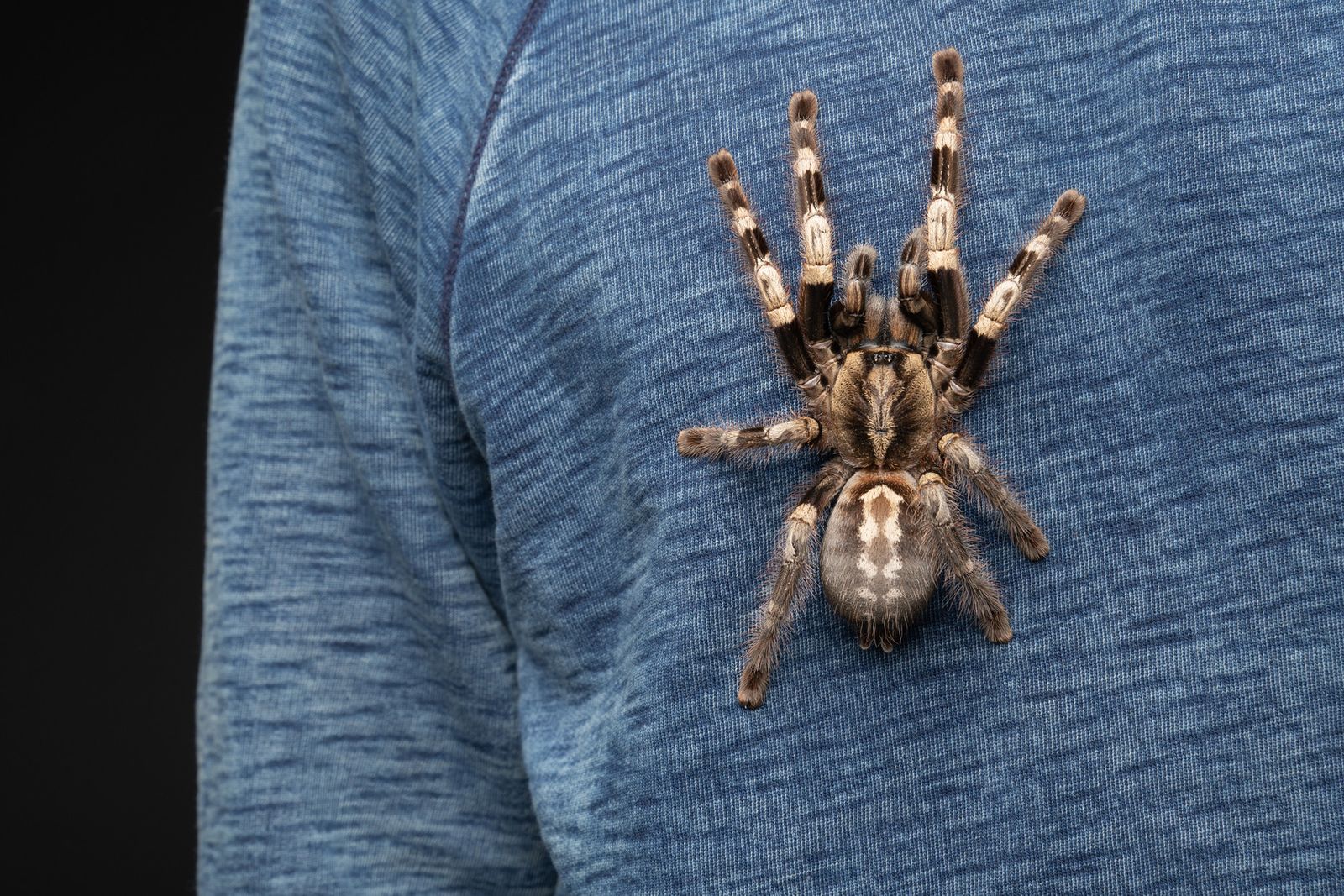 A very photogenic tarantula