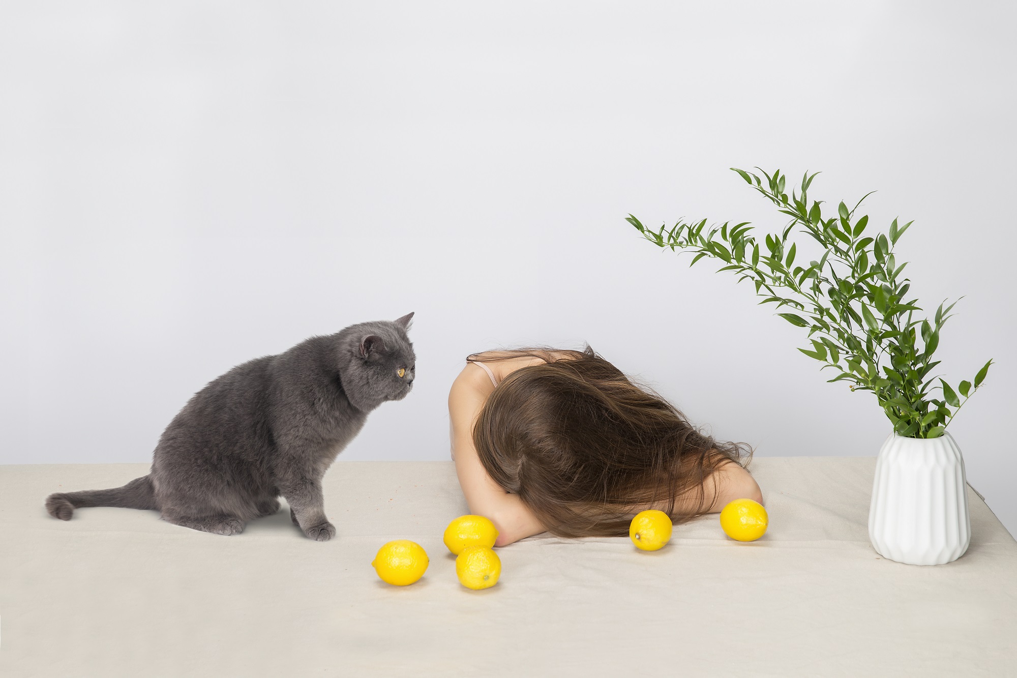 free stock photos with cats