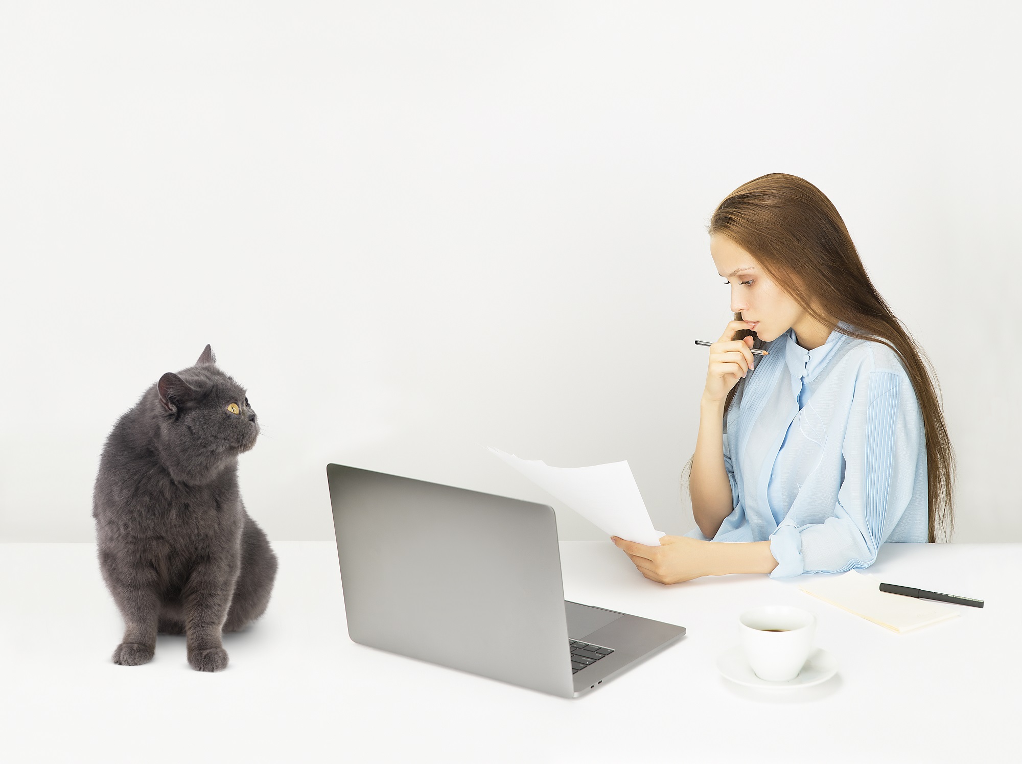 free stock photos with cats