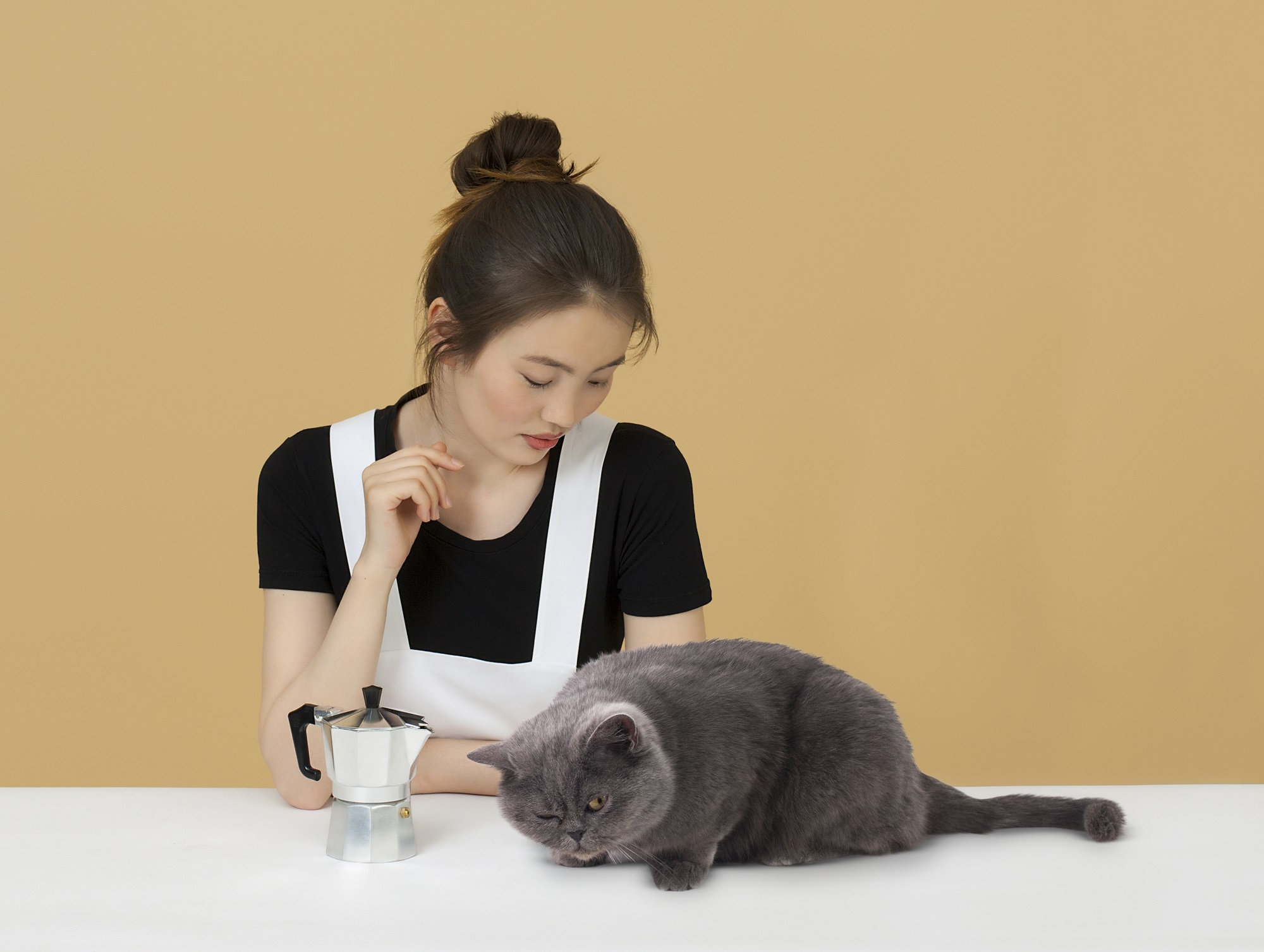 free stock photos with cats