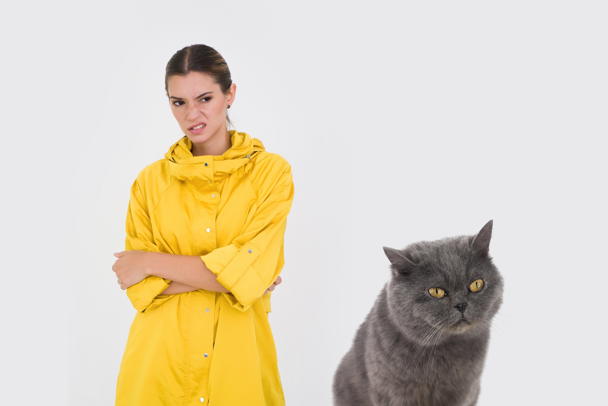 free stock photos with cats