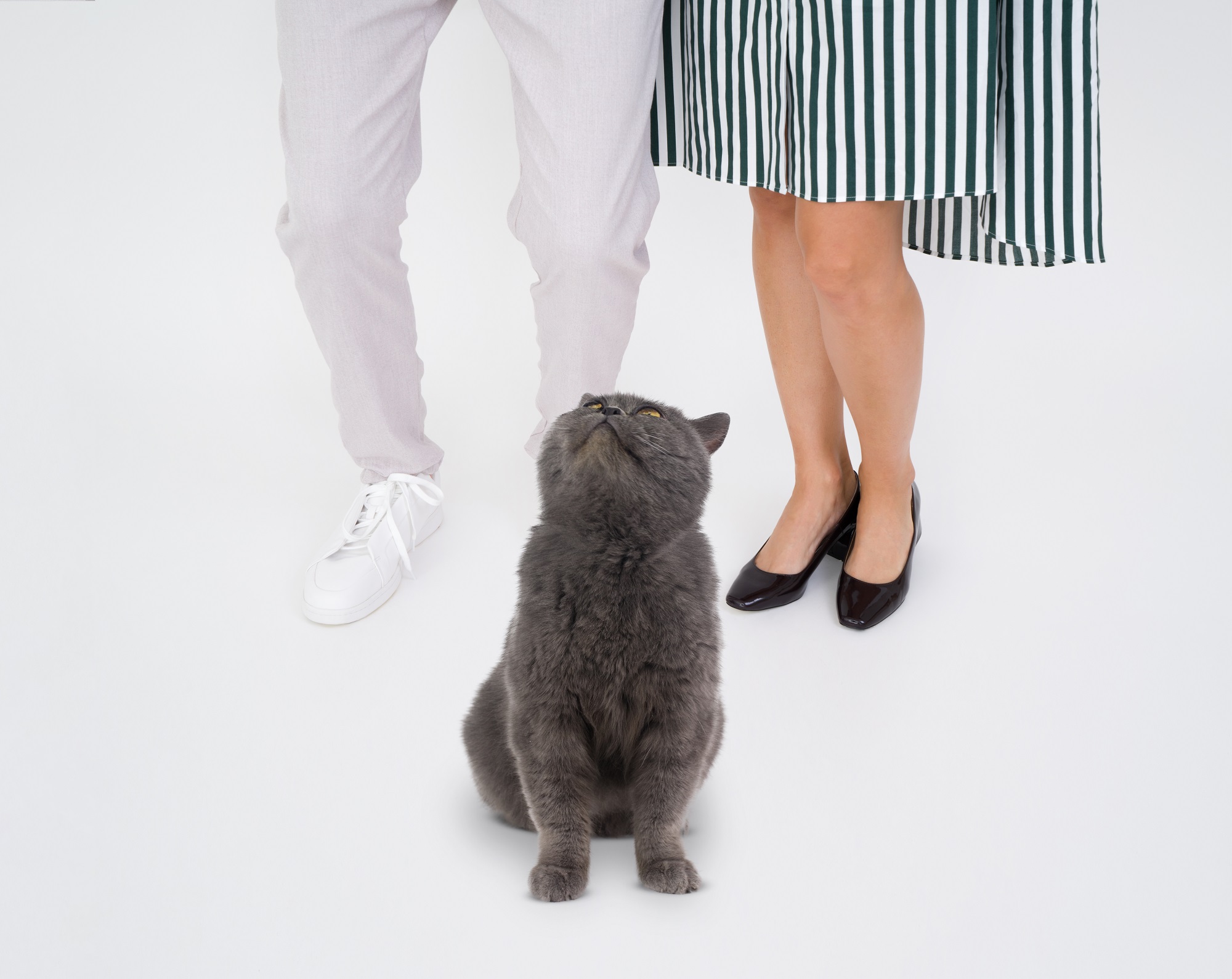 free stock photos with cats