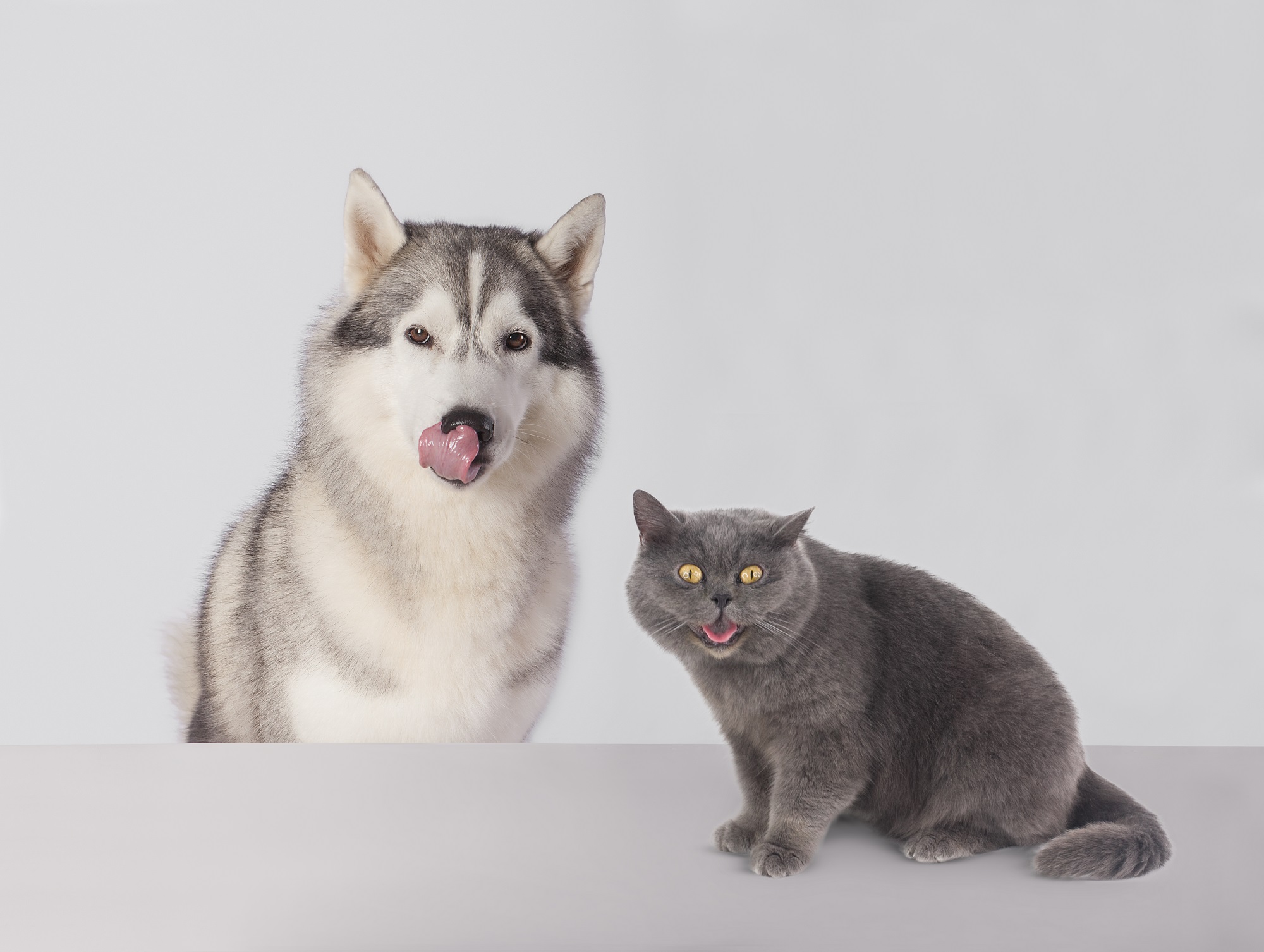 free stock photos with cats