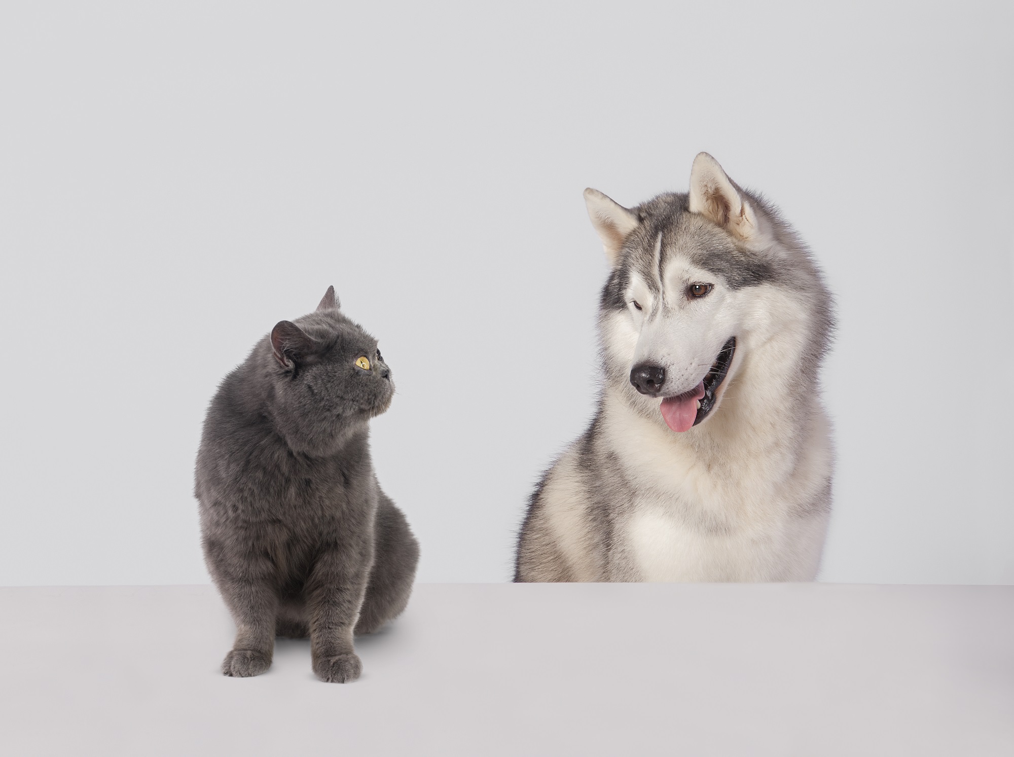 free stock photos with cats