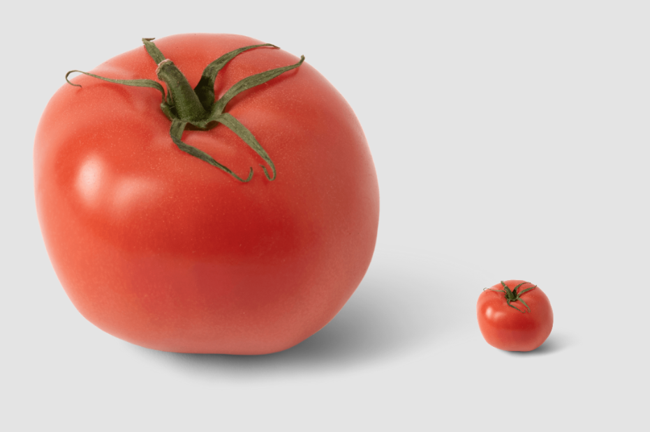 one huge tomato and one small tomato