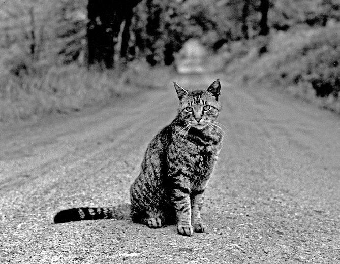 walter chandoha cat photography inspiration