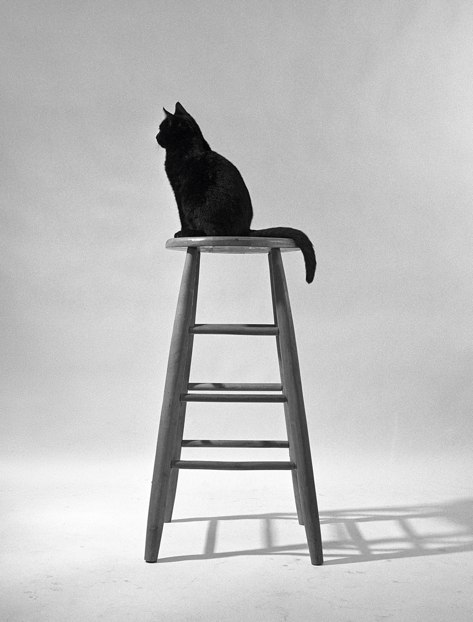 walter chandoha cat photography inspiration