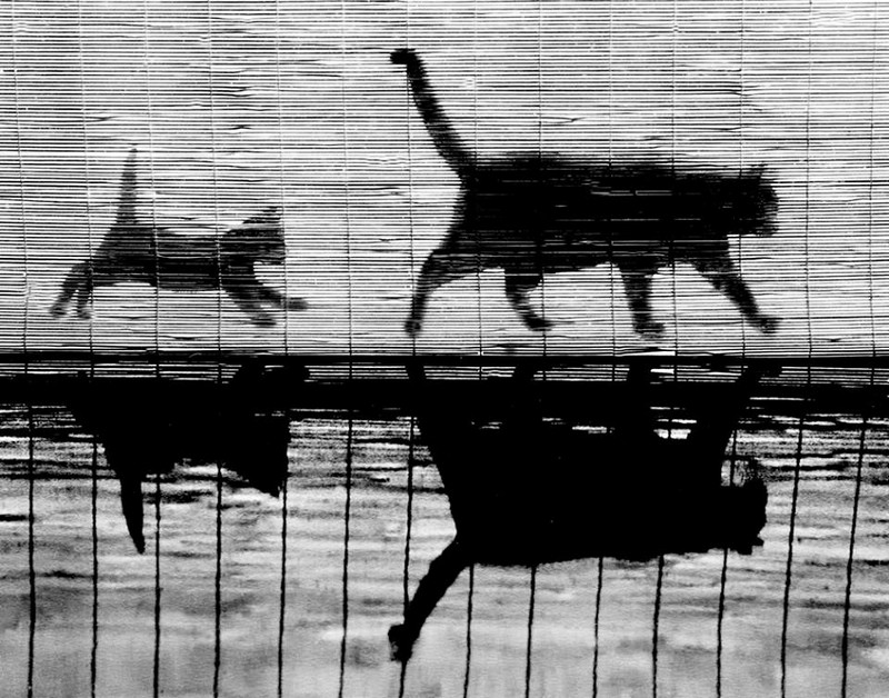 walter chandoha cat photography inspiration