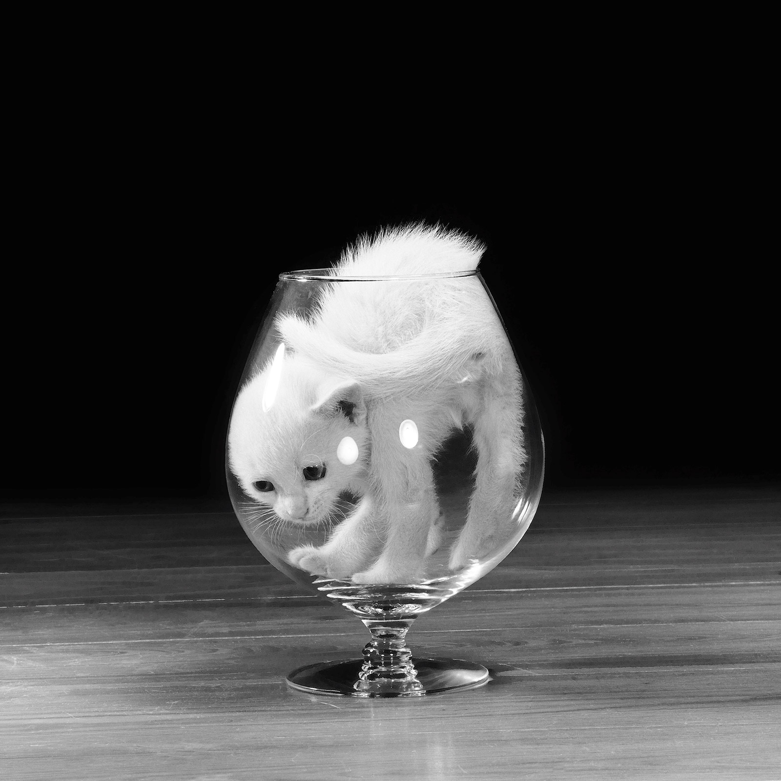 walter chandoha cat photography inspiration