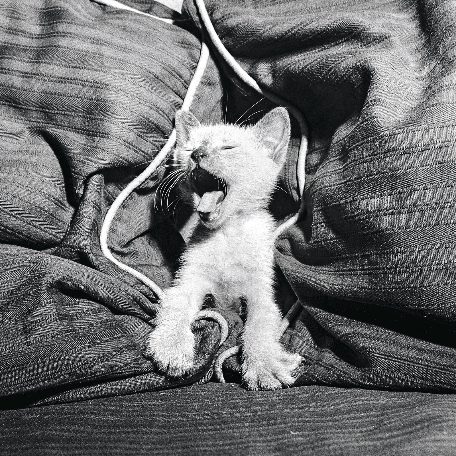 walter chandoha cat photography inspiration